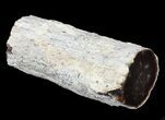 Petrified Wood Limb - Nevada #42141-1